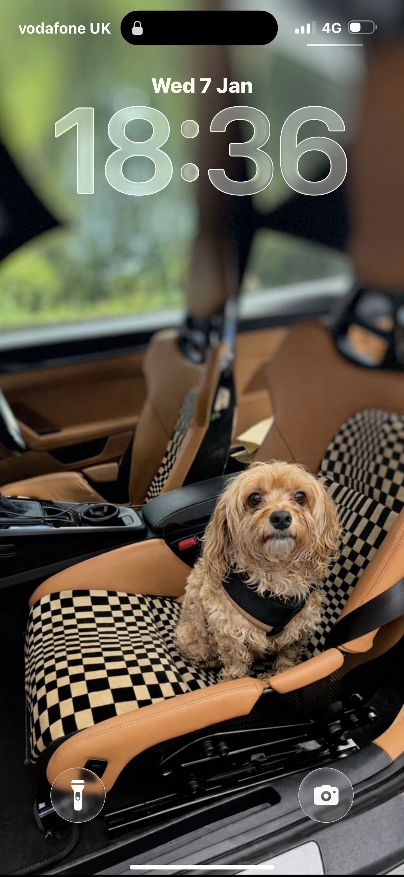 Dolce the maltipoo on his way to the salon