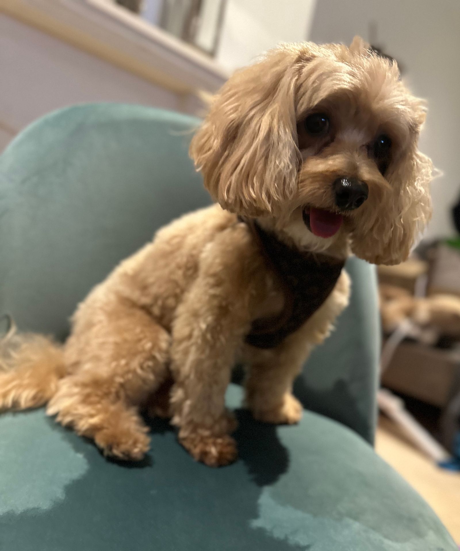 Dolce, the salon mascot at Leo & Simon Hair Salon